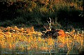 . Mammifère, cerf, brame, forêt, Bretagne,eau 